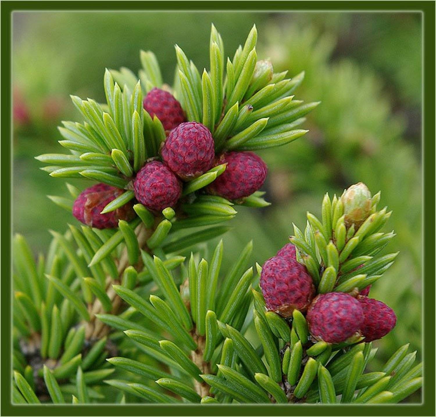 ель,шишки, Солодухин Виктор