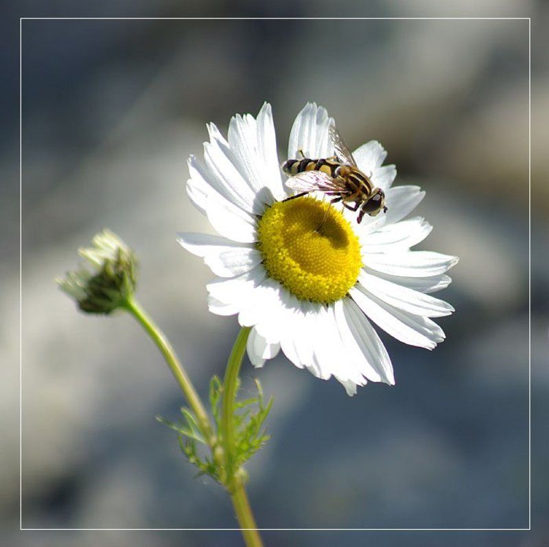 журчалка,ромашка Ромашкаphoto preview