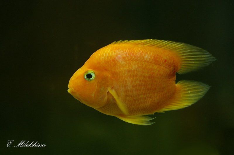 рыбка рыбка..рыбка золотаяphoto preview