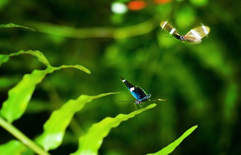 Бабочкина любовьphoto preview