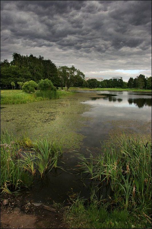 пруд, город, парк, питер, петербург, вода, отражение, небо, туча, облако, дом, дерево, трава, ряска, тина, dyadyavasya Городской прудphoto preview