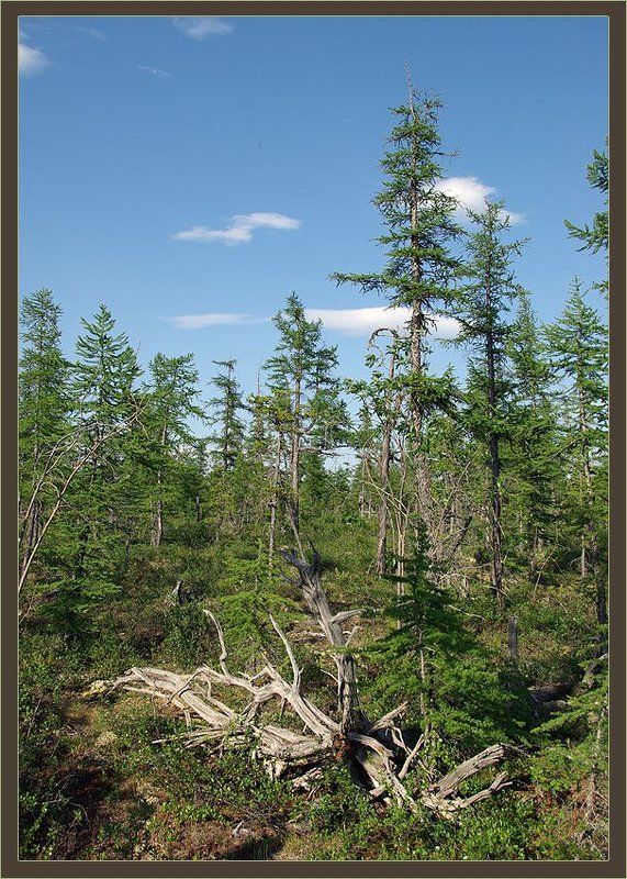 тайга Таёжное летоphoto preview