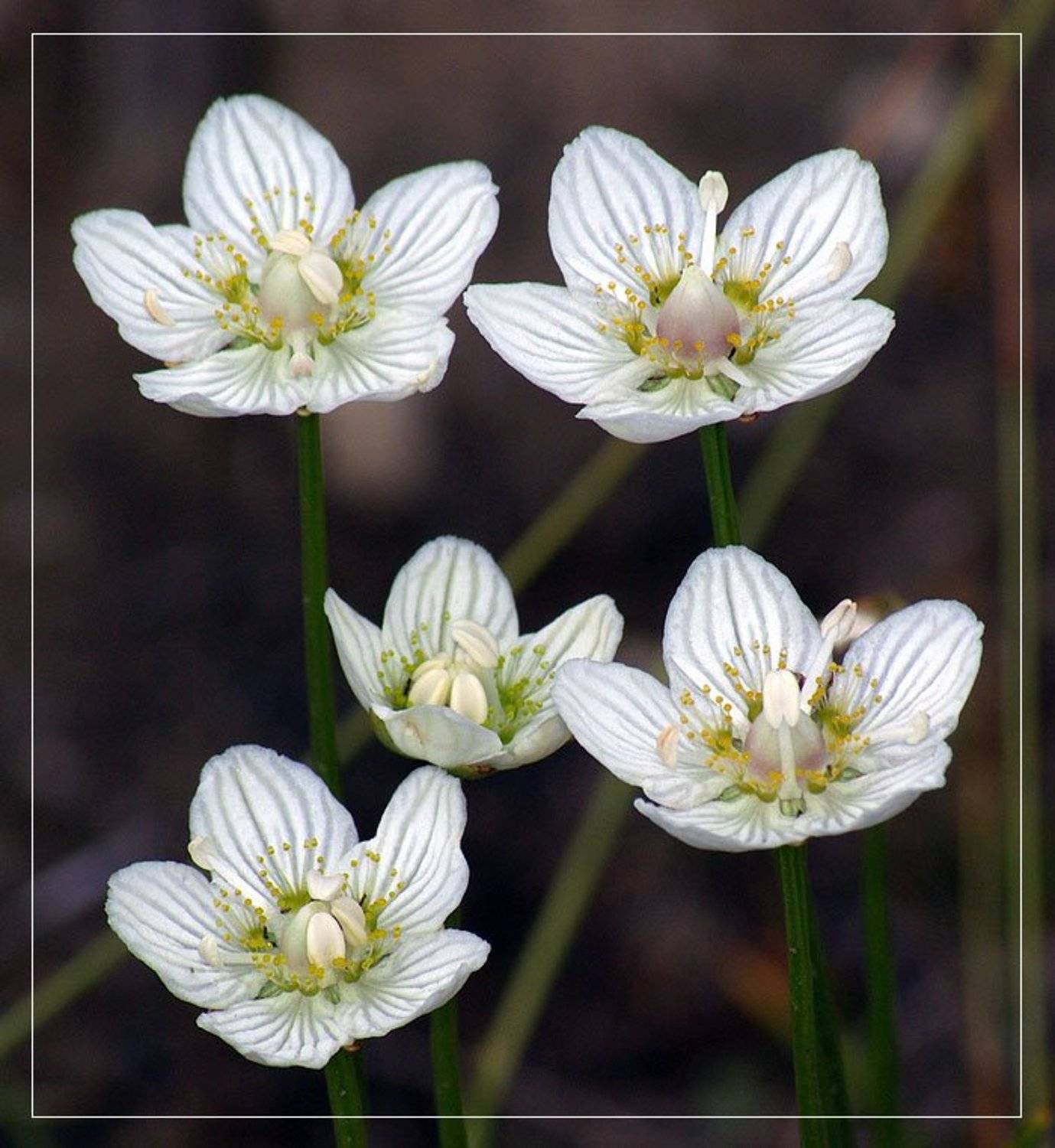 Белозор болотный. Автор: Солодухин Виктор цветы, Солодухин Виктор
