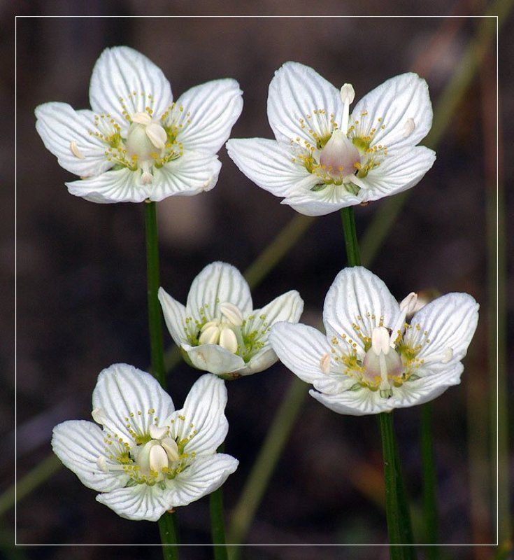 цветы Белозор болотныйphoto preview