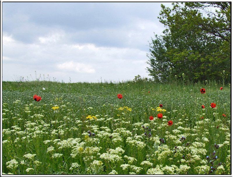 травы полевые, лето, разнотравье Травы полевыеphoto preview