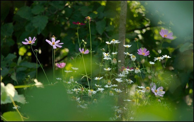 касмеи Касмеиphoto preview