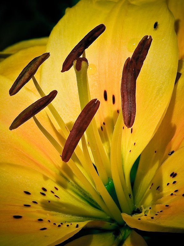 пестики, тычинки, лилия Пестики и тычинки...photo preview