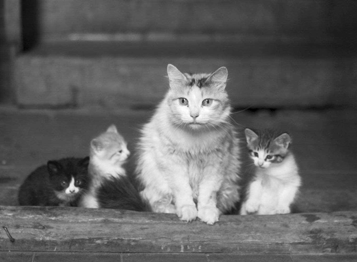 кошка,котята,подъезд, Евгений Пугачев.