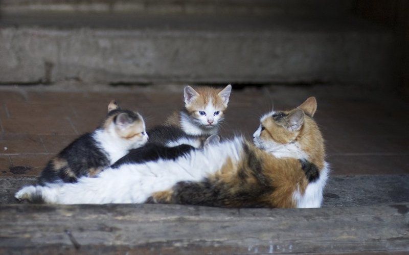 кошка,котята,подъезд Ваша очередь не наступилаphoto preview