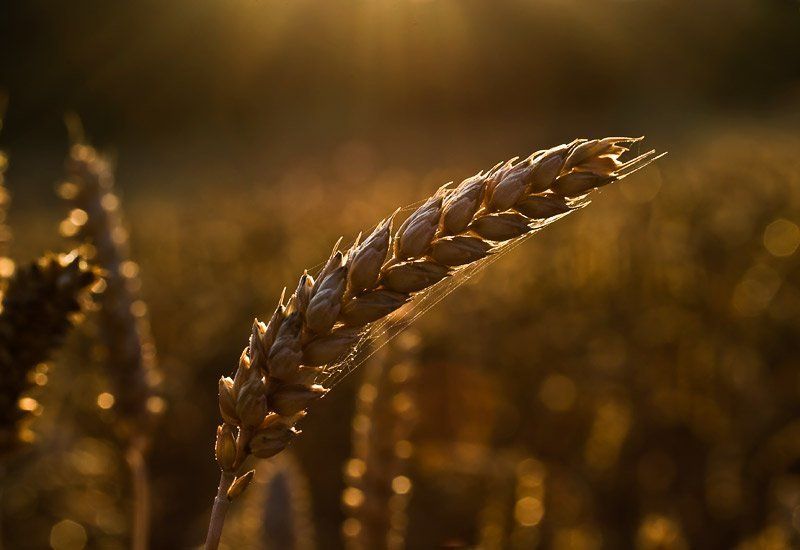 Колосphoto preview