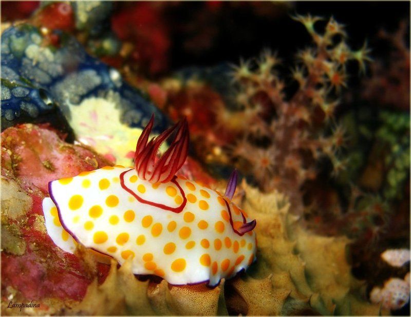 красное море, судан, голожаберный моллюск Подводный гламур от кутюр)photo preview