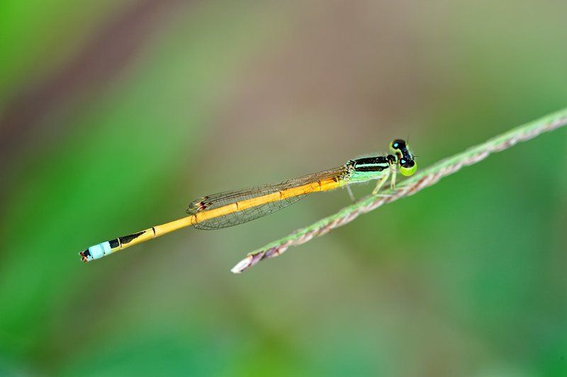 macro, closeup, insect, макро, насекомые, gnilenkov Ischnura Auroraphoto preview