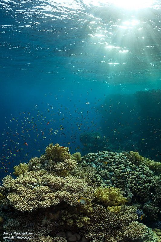 риф,underwater,reef ***photo preview