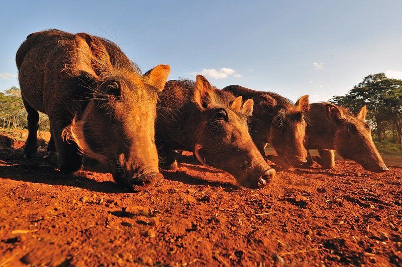 Шерегаphoto preview