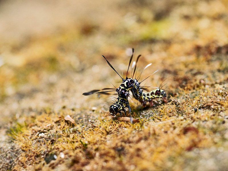 macro, closeup, insect, макро, насекомые, gnilenkov ***photo preview