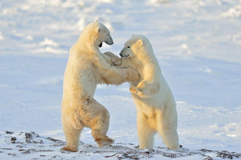 Arctic dancephoto preview