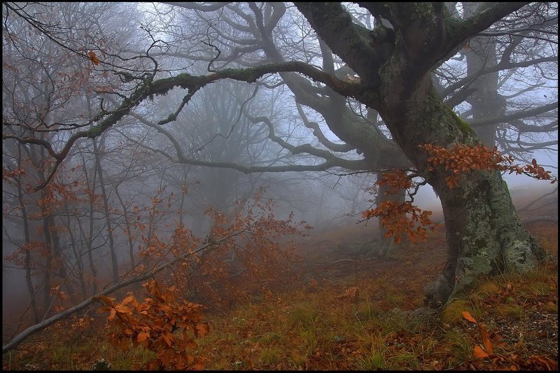 Гиганты лесаphoto preview