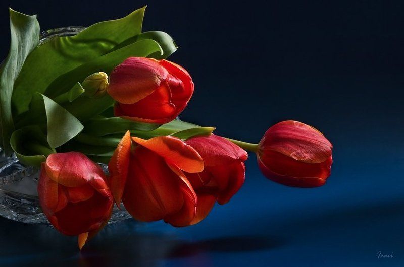 тюльпаны Тебе!photo preview