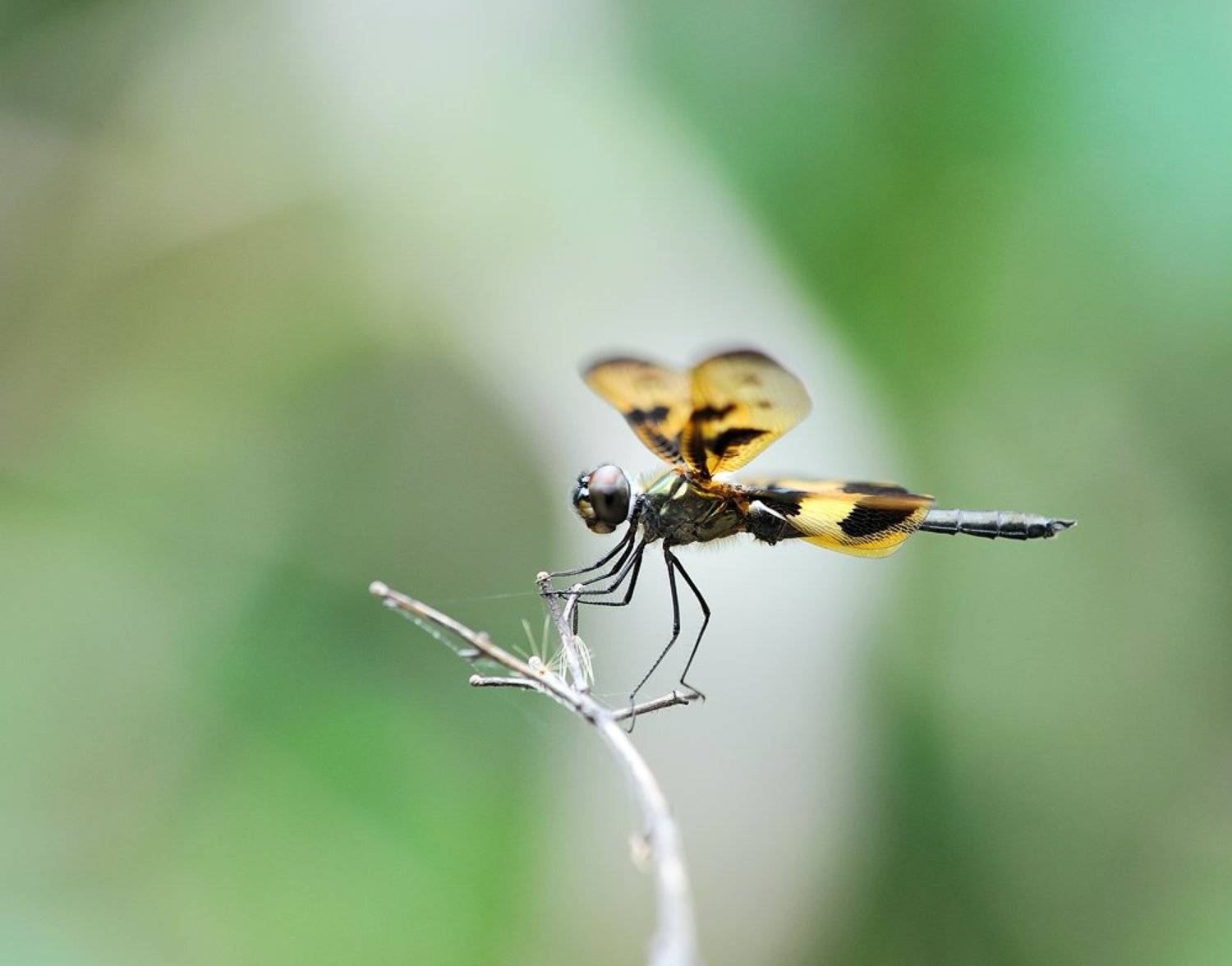 ***. Автор: Alexey Gnilenkov macro, closeup, insect, макро, насекомые, gnilenkov, Alexey Gnilenkov