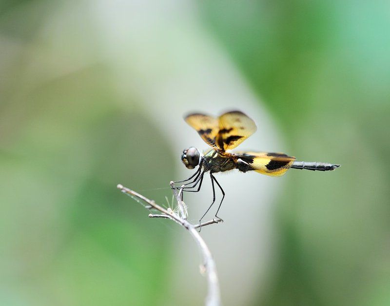 macro, closeup, insect, макро, насекомые, gnilenkov ***photo preview