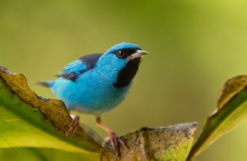 синий дакнис,   птицы,  бразилия,   dacnis cayana,   brazil Ты кто?photo preview