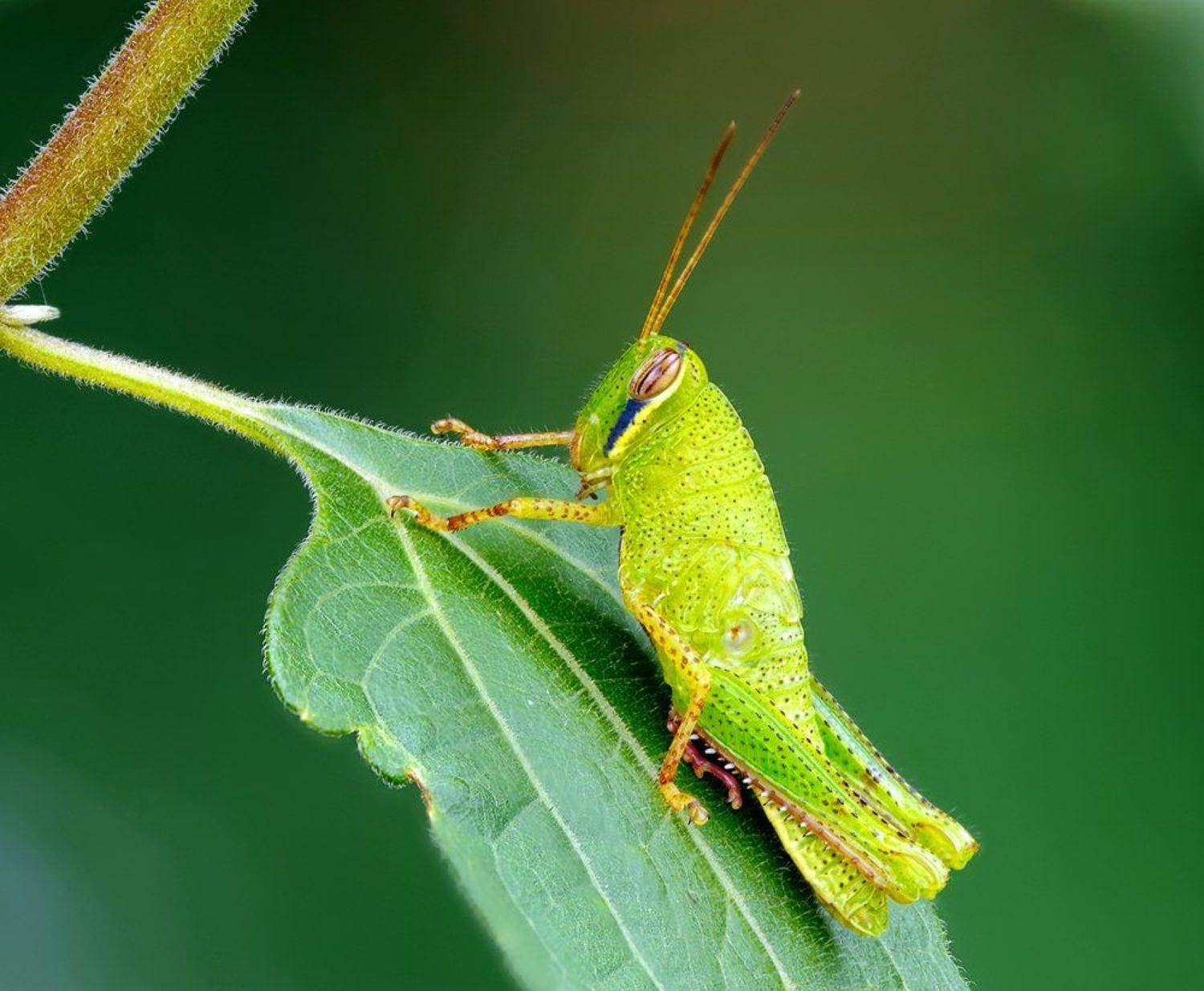 ***. Автор: Alexey Gnilenkov , Alexey Gnilenkov