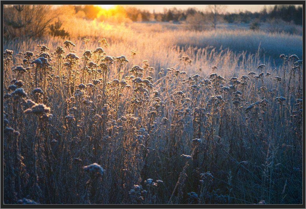 Морозный рассвет. Автор: Валерий Пешков мещера, рязанская область, поздняя осень, Валерий Пешков