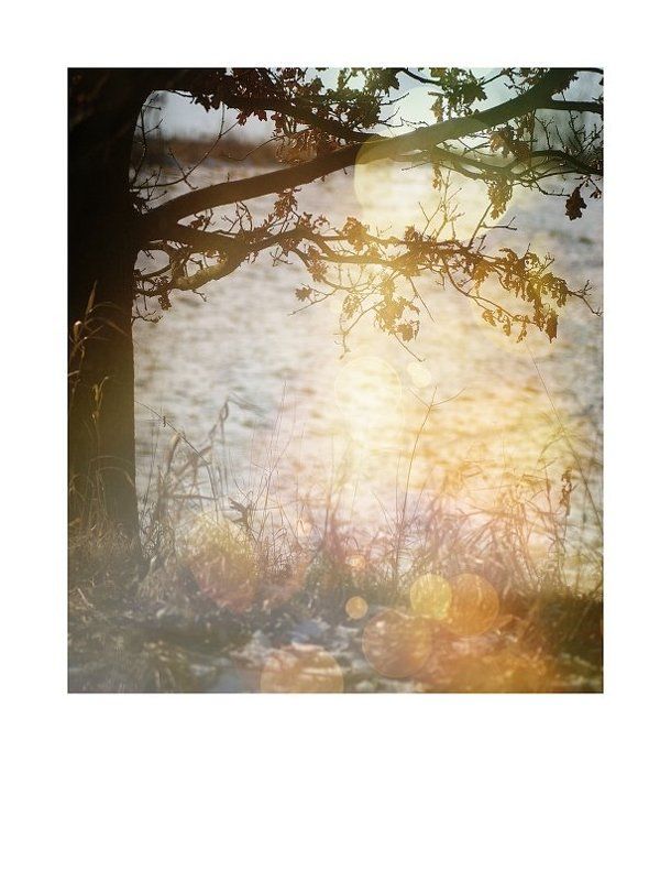 Fairy treephoto preview