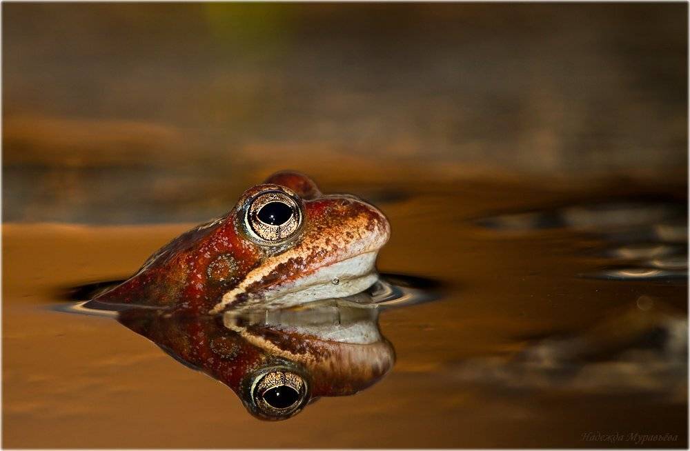 В золотой оправе. Автор: Надежда Муравьёва травяная лягушка, rana temporaria, Надежда Муравьёва