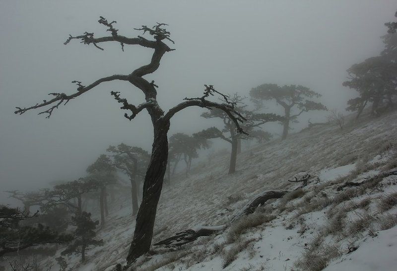 Белое безмолвиеphoto preview