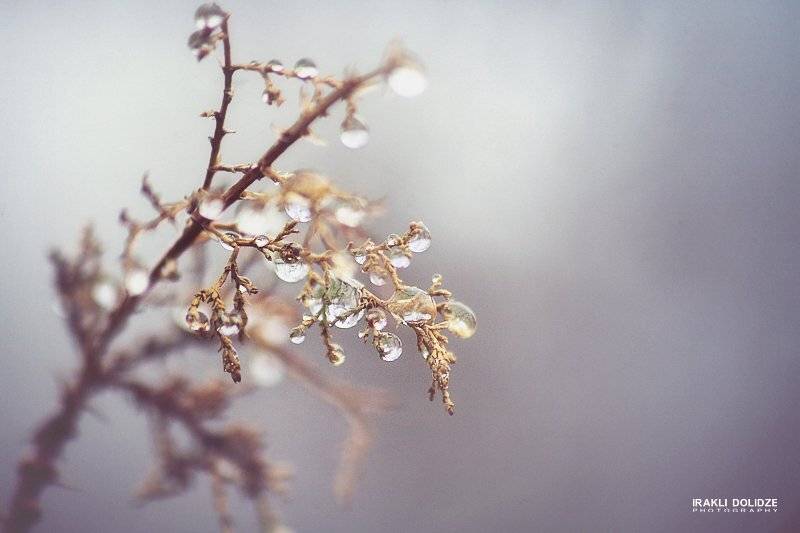 morning. Автор: ირაკლი დოლიძე drops, ირაკლი დოლიძე