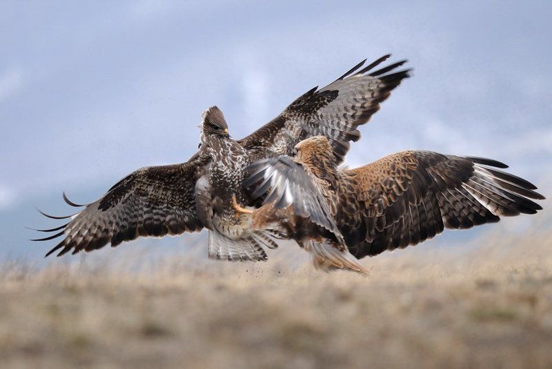 Long-legged buzzard vs Common buzzardphoto preview