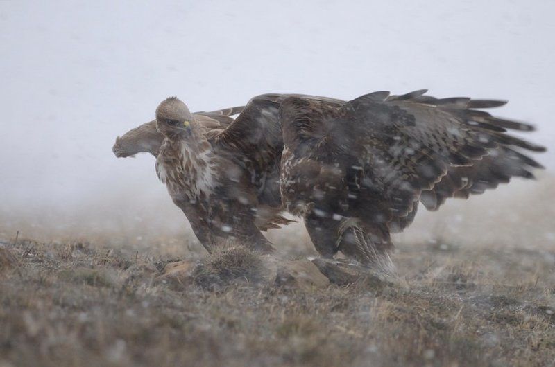 Буряphoto preview