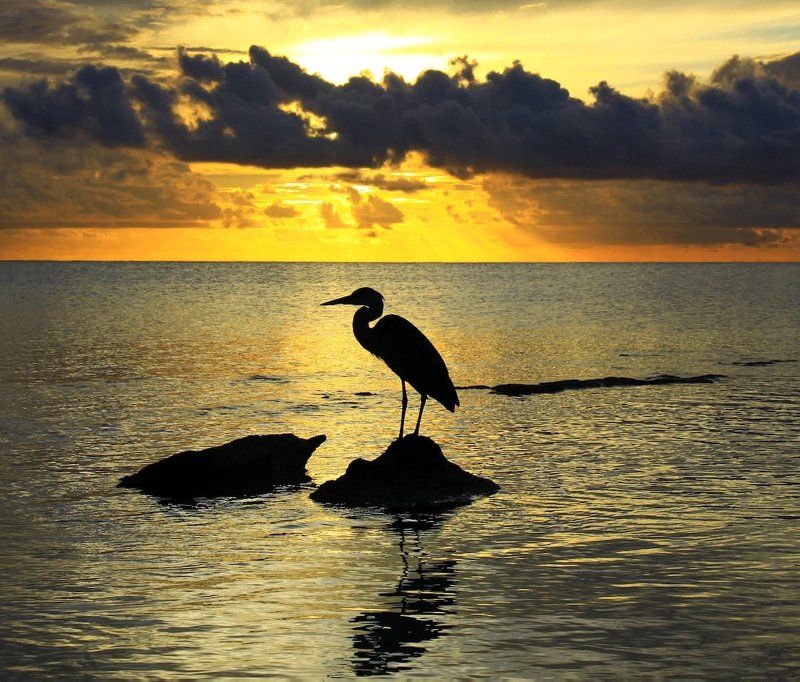 Одинокий странникphoto preview