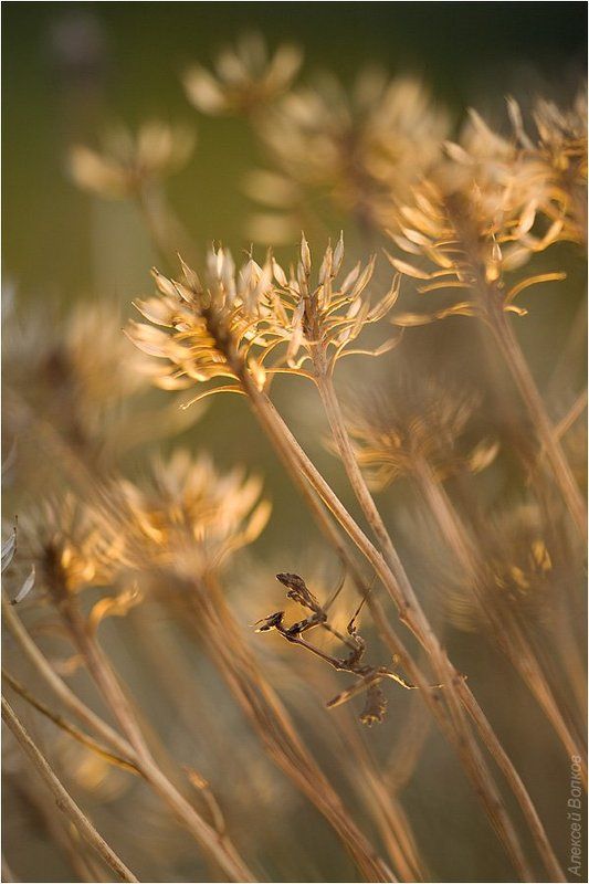 эмпуза, макро, новороссийск Всё выше и вышеphoto preview