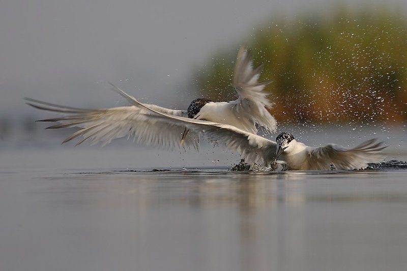 Завтрак...photo preview