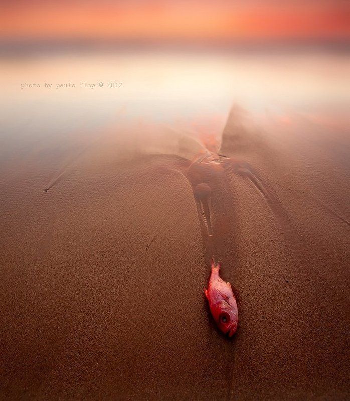 The Last Escape.photo preview