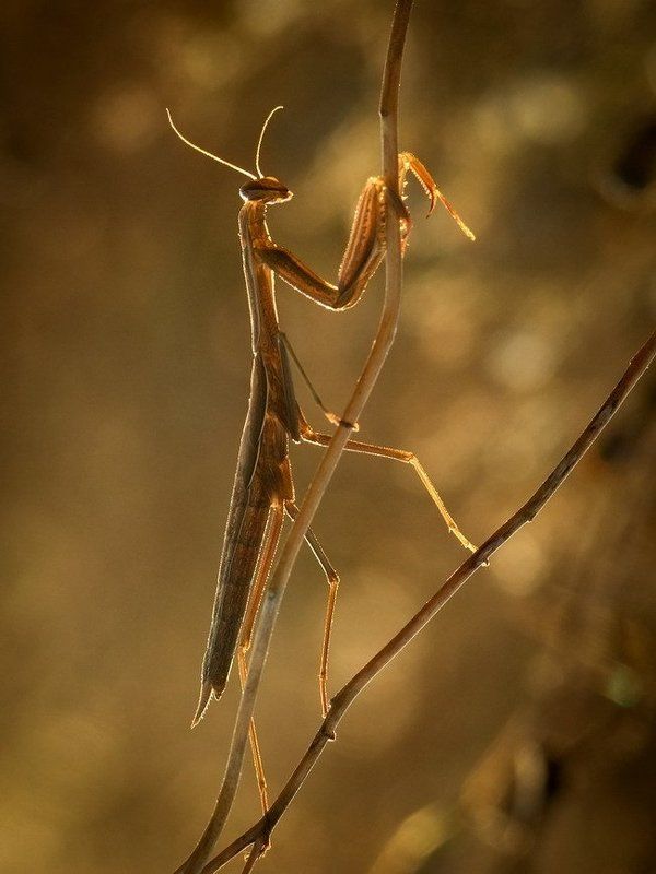 богомол ДВОРЕЦКИЙphoto preview