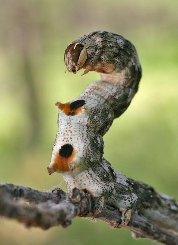 Гусеница - змеяphoto preview