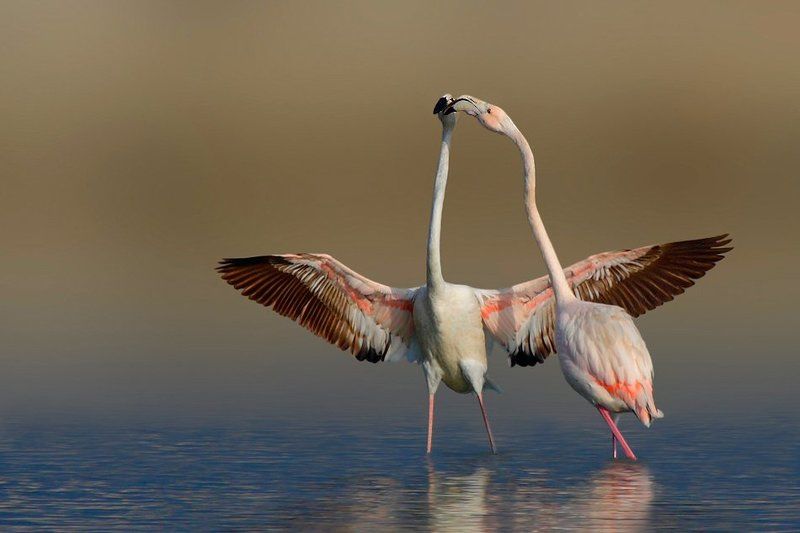 Kiss...photo preview