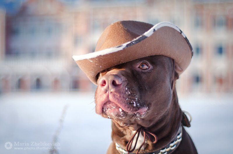 Мачоphoto preview