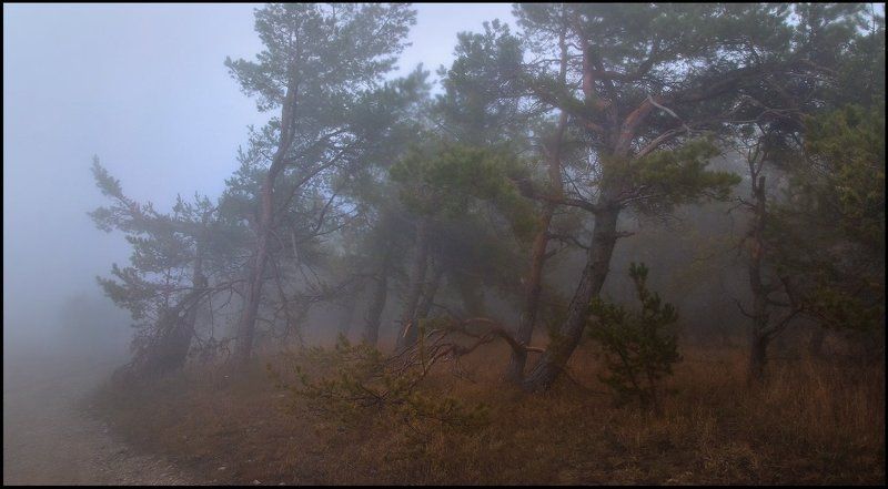 Сосновый борphoto preview