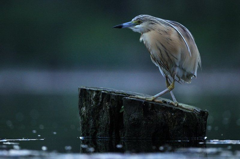 Top Model!photo preview