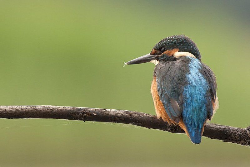 Kingfisherphoto preview