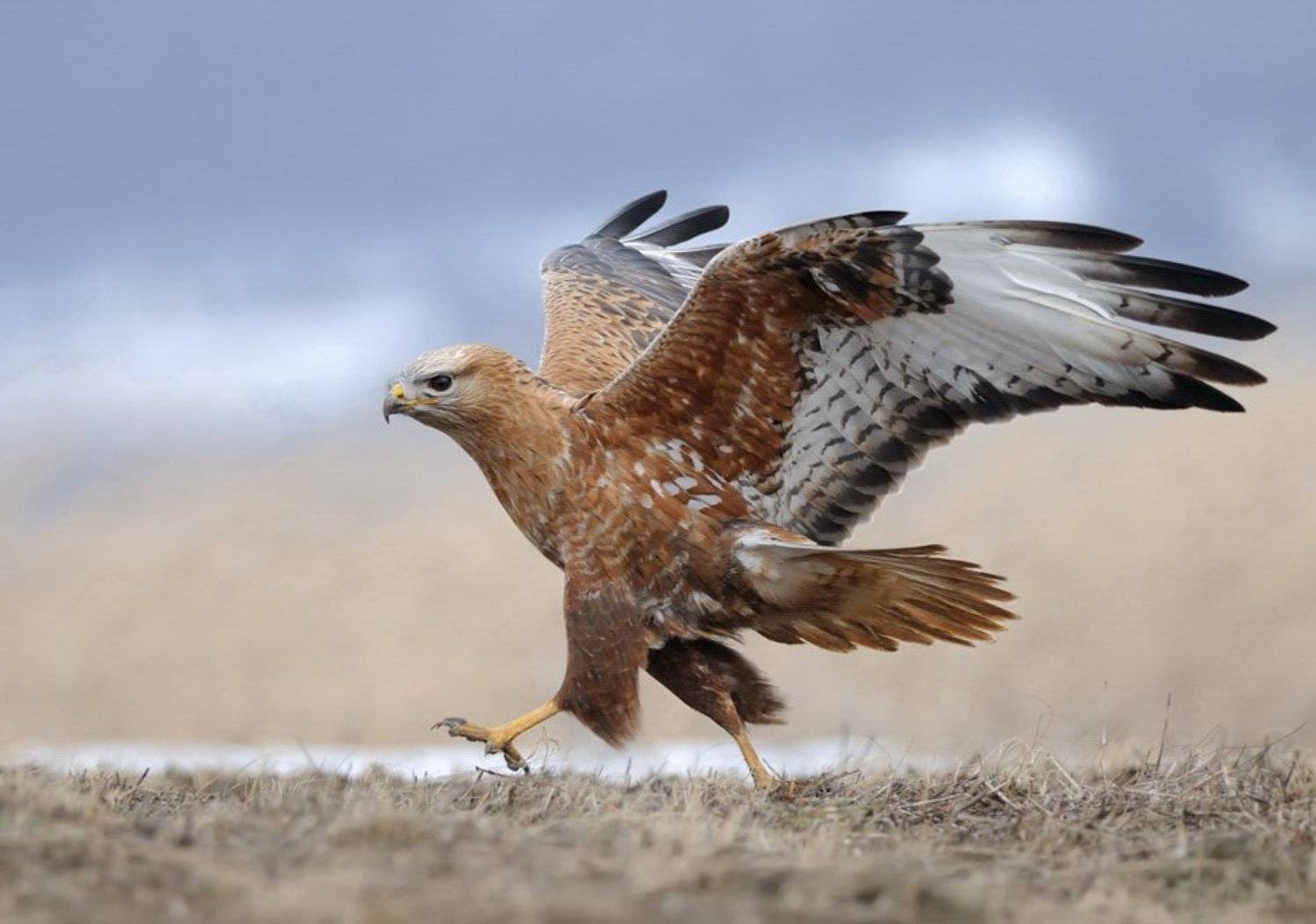 Johnnie Walker. Автор: Radoslav Tsvetkov , Radoslav Tsvetkov