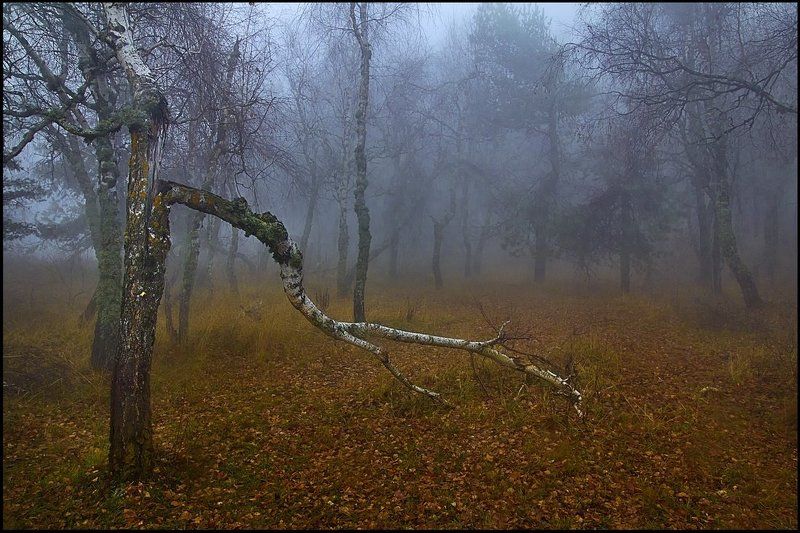 Плакала березаphoto preview