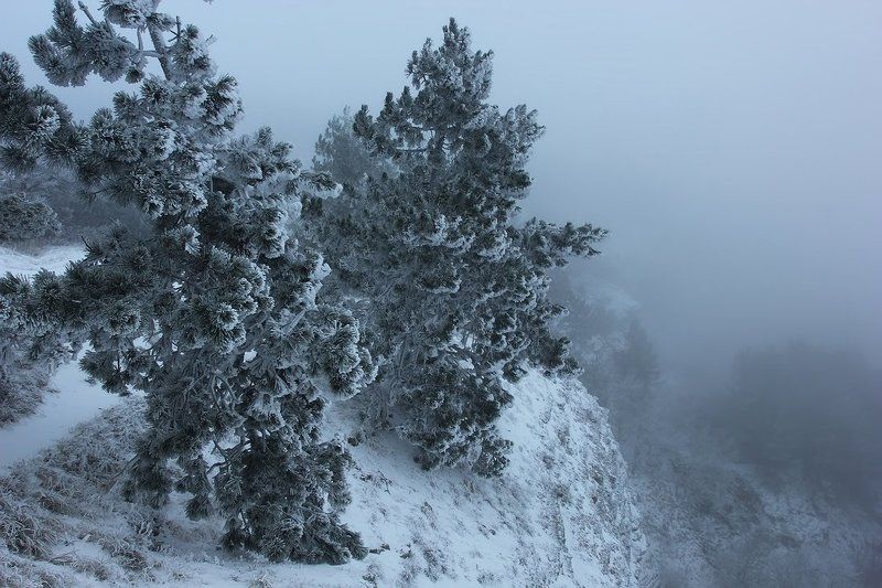 Крымские сосныphoto preview