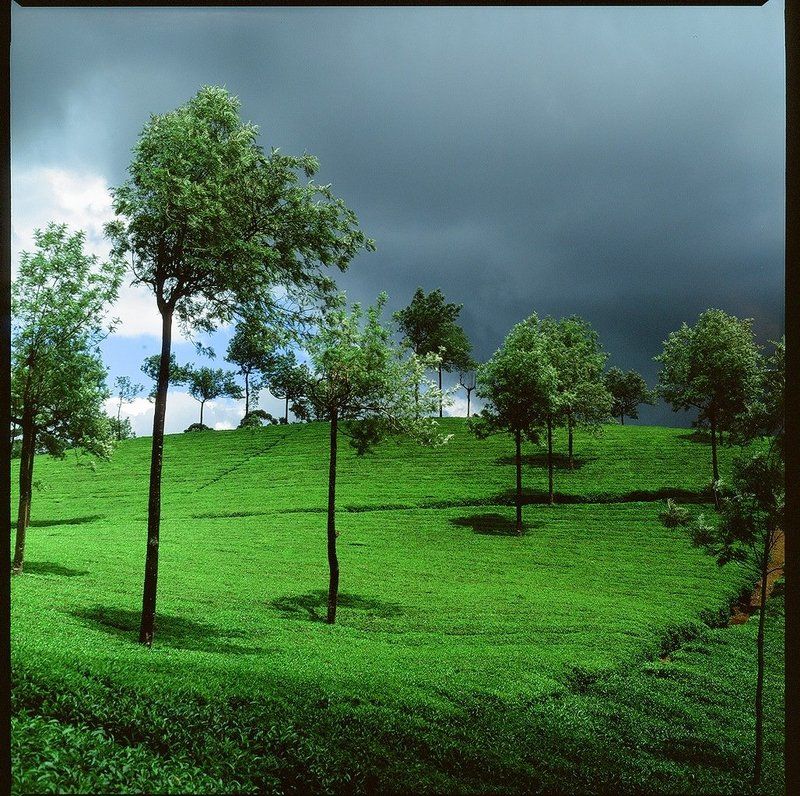 индия, плантация, чай, зелень, муннар Чайные плантации Муннараphoto preview