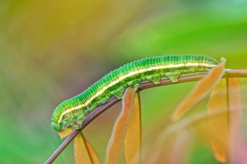 macro, closeup, insect, макро, насекомые, gnilenkov Гуська...photo preview