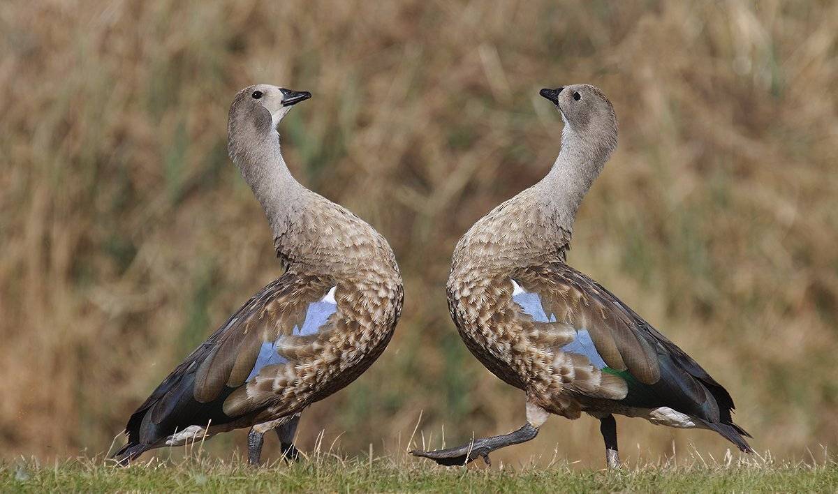 cyanochen cyanoptera, голубокрылый гусь, blue-winged goose, anatidae, Sergey Volkov
